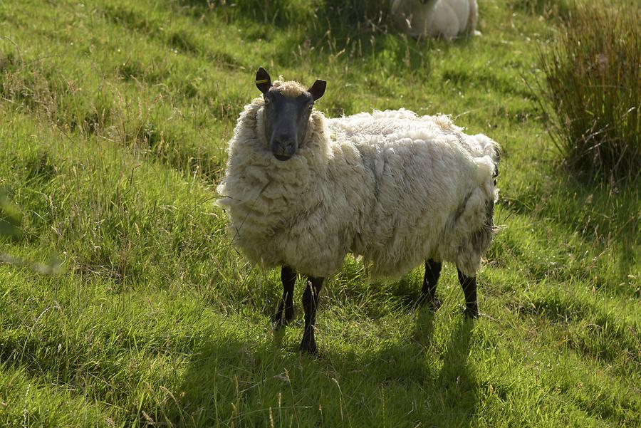 Glenveagh National Park - Sheep