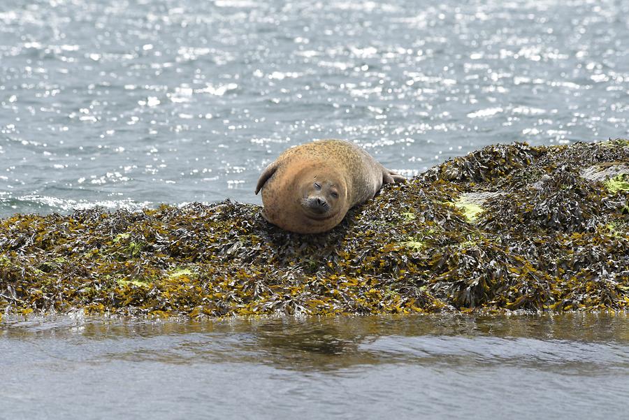 Bantry Bay - Garinish Island; Seal