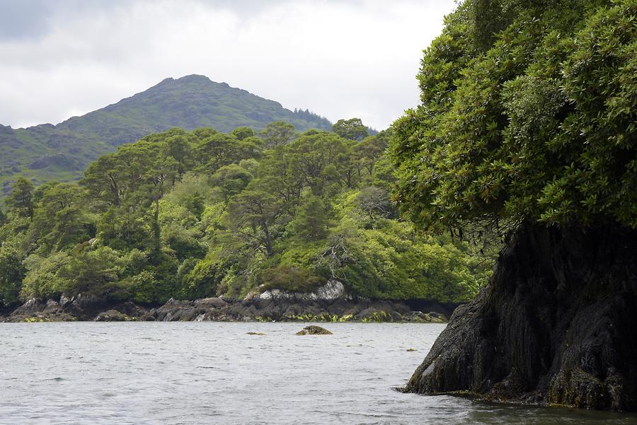 Bantry Bay - Garinish Island; Seals