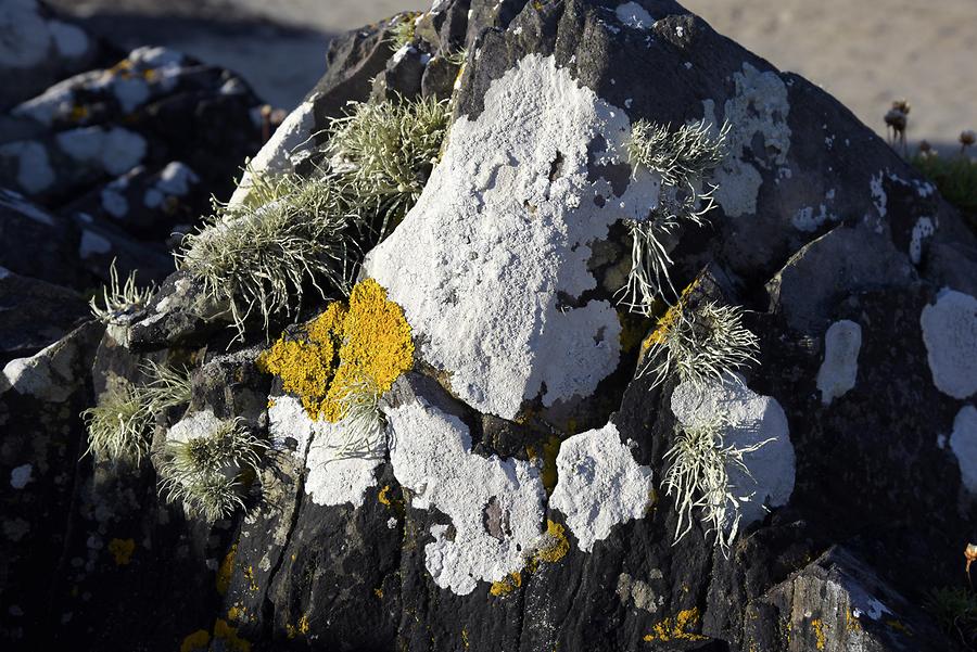 Derrynane Beach - Lichen