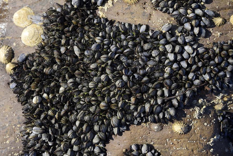 Derrynane Beach - Seashells