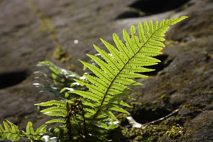 Killarney National Park - Fern