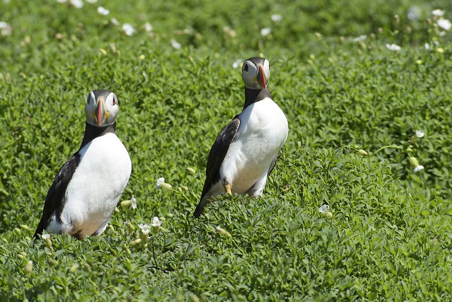 Skellig Michael - Puffin