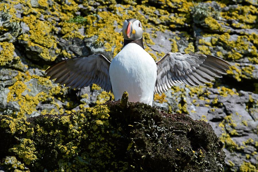 Skellig Michael - Puffin