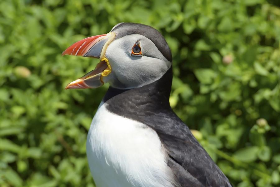 Skellig Michael - Puffin