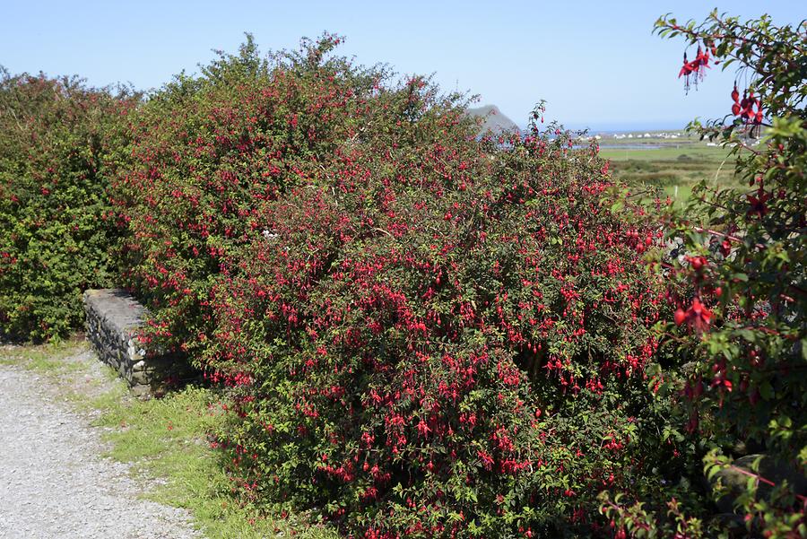 Dingle Peninsula - Fuchsia Hedge