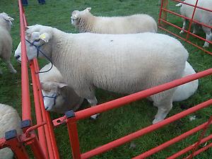 Galway ram