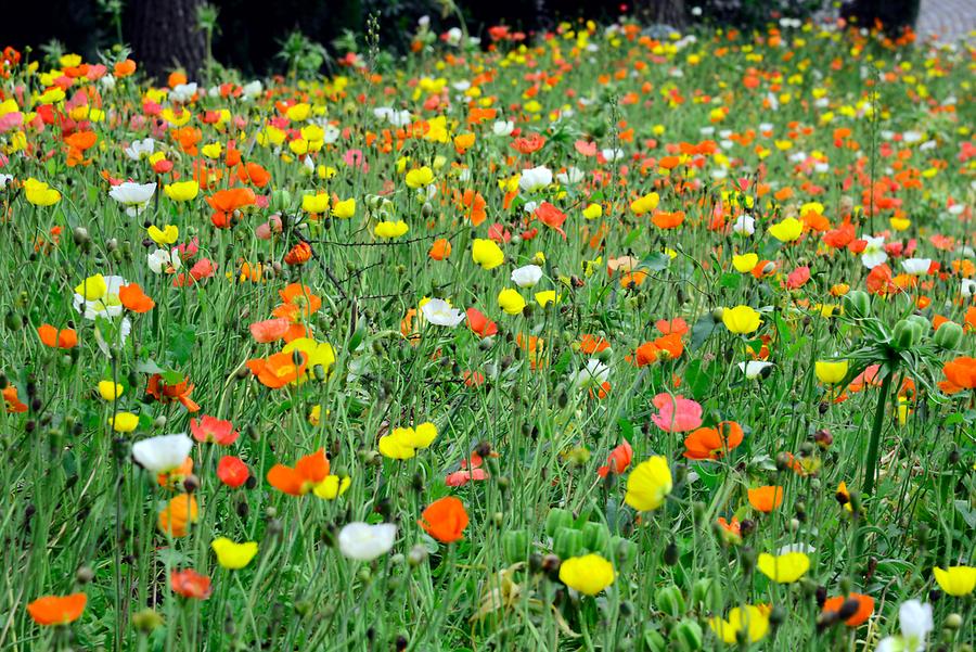 Flowers in meadow