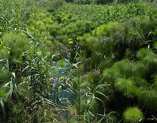 River Ciane near Syracus