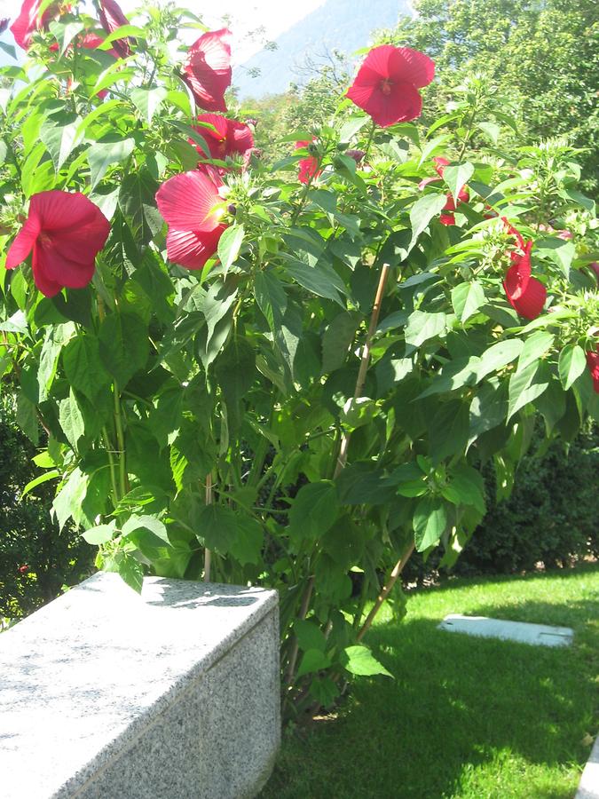 Meran - Trauttmansdorff Castle Gardens