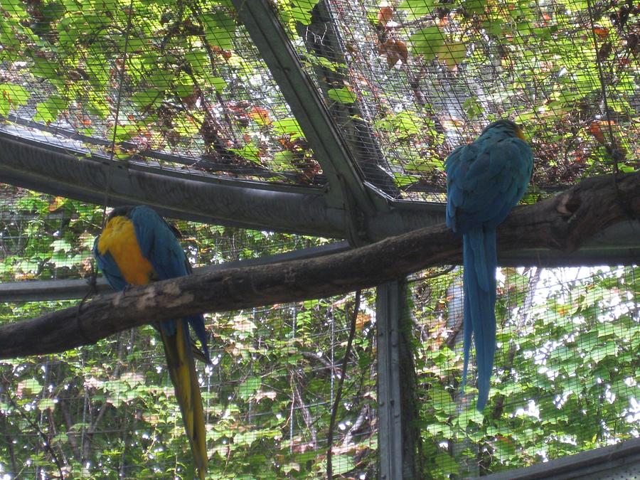 Meran - Trauttmansdorff Castle Gardens; Aviary