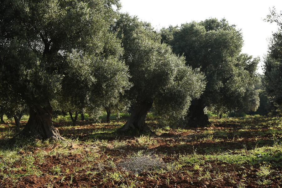 Olive Grove