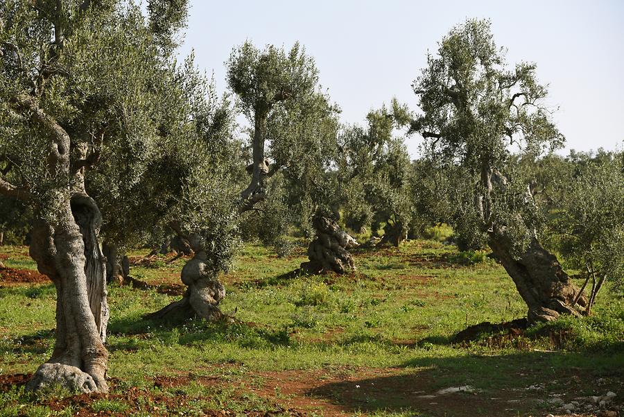 Olive Grove