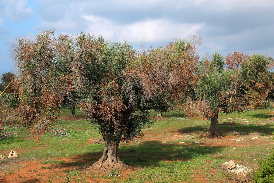 Xylella Fastidiosa Bacteria