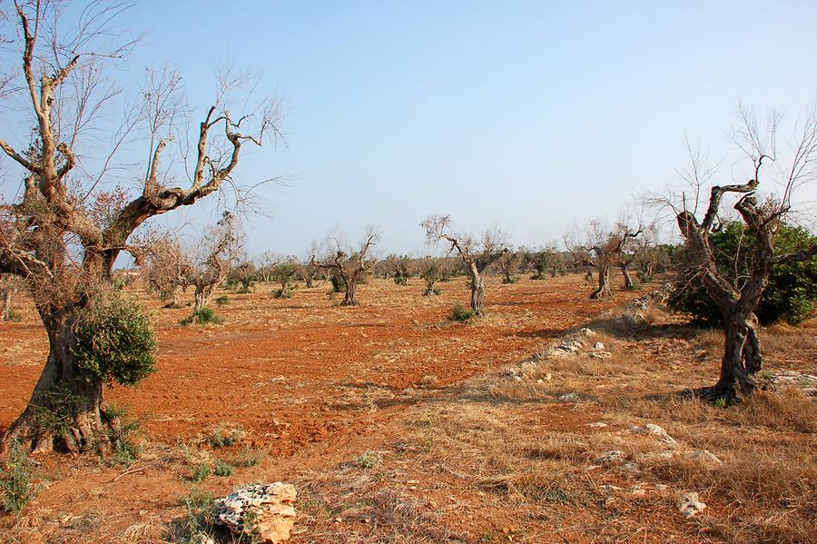 Xylella Fastidiosa Bacteria