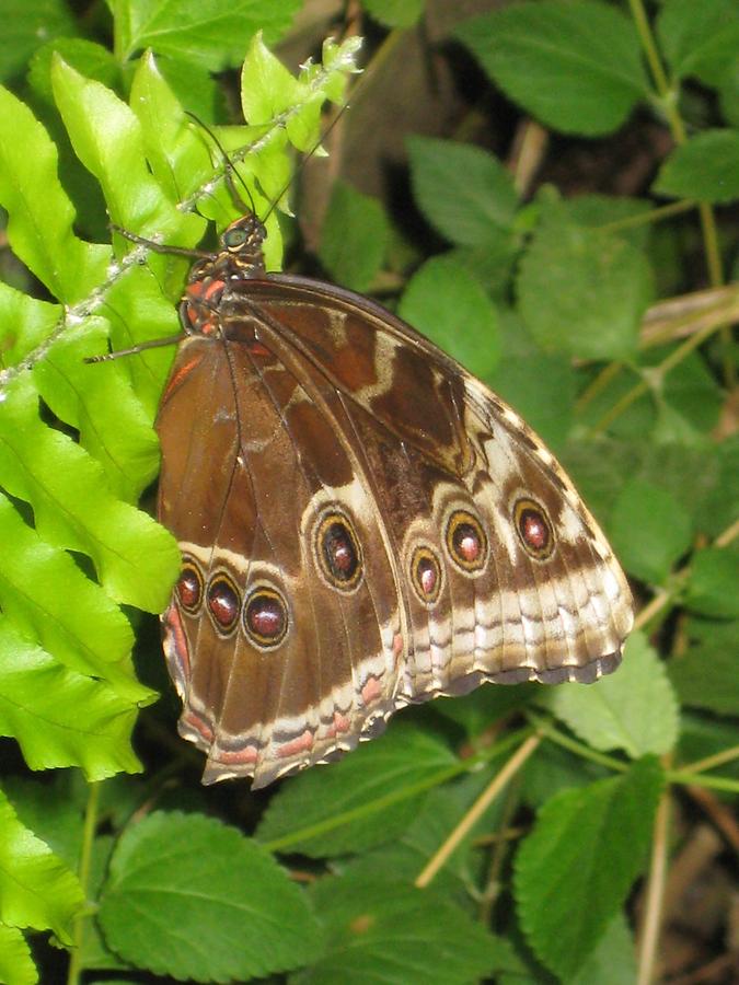 Collodi - Butterfly House