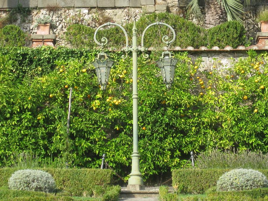 Collodi - Villa Garzoni; Lemon Trees