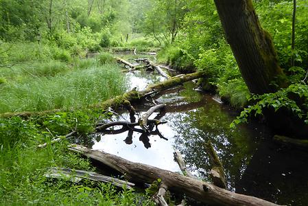 Gauja river hike