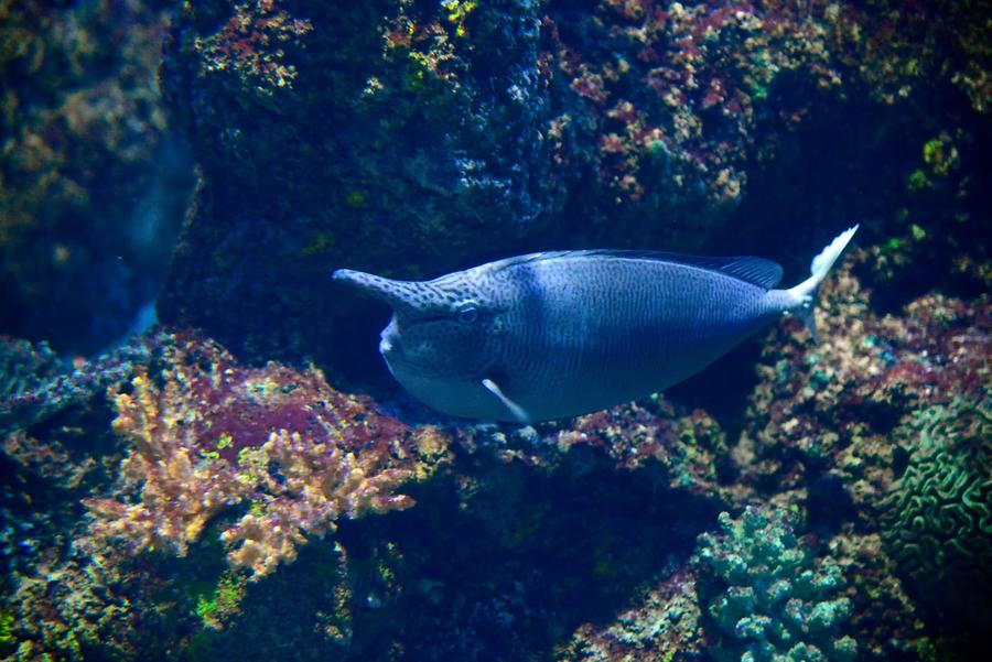 Saint Paul's Bay - Aquarium; Fish