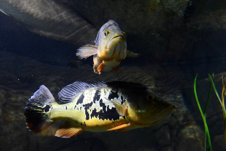 Saint Paul's Bay - Aquarium; Fish