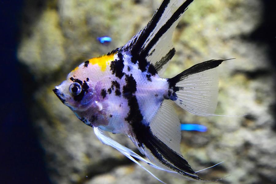 Saint Paul's Bay - Aquarium; Fish