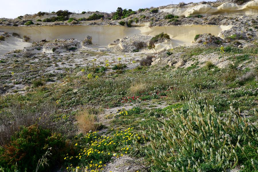 Coast near Miġra Ferħa - Vegetation