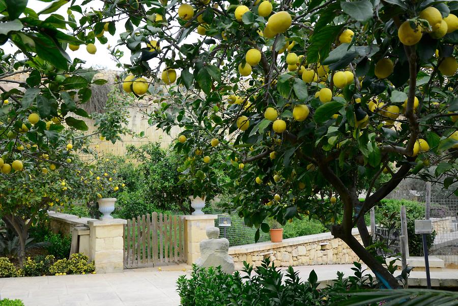 Lemon Tree