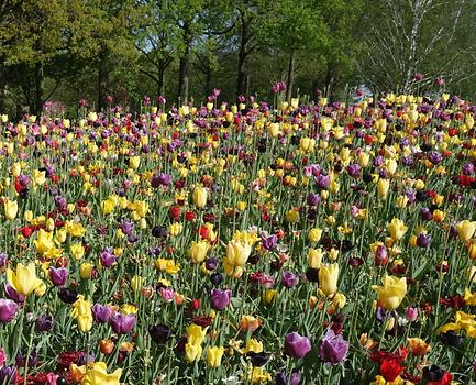 Keukenhof