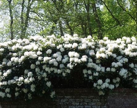 Keukenhof