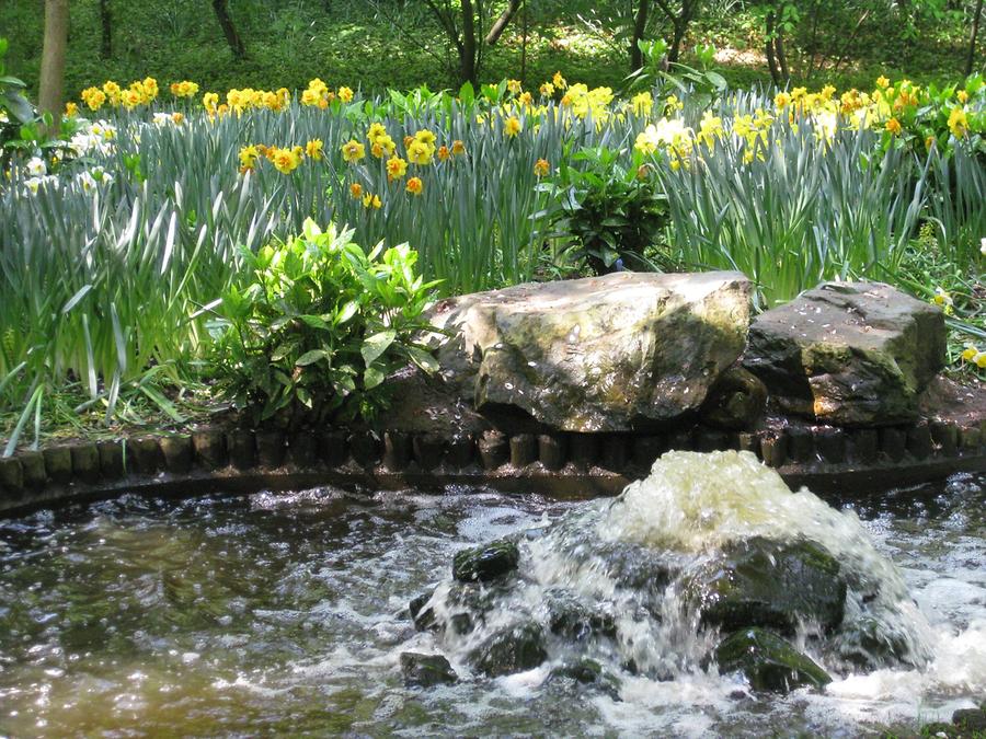 Keukenhof, daffodils