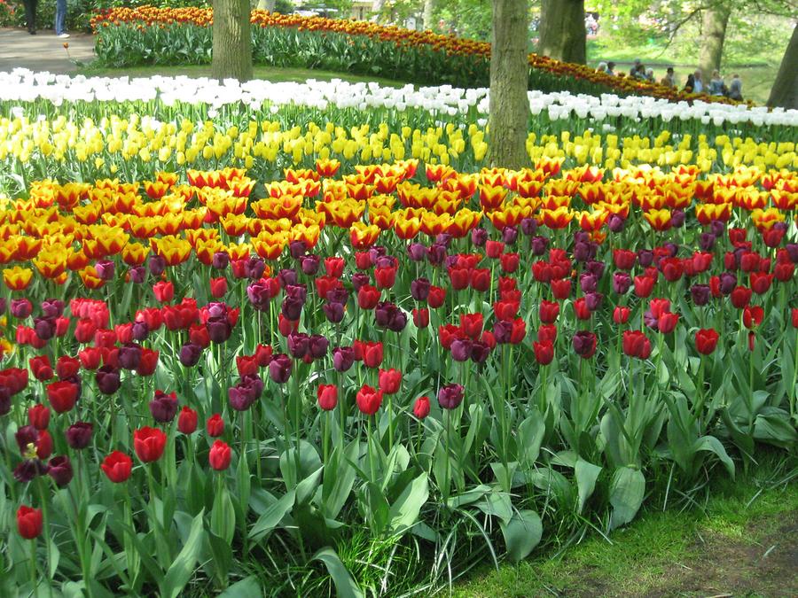 Keukenhof, tulips under treeds