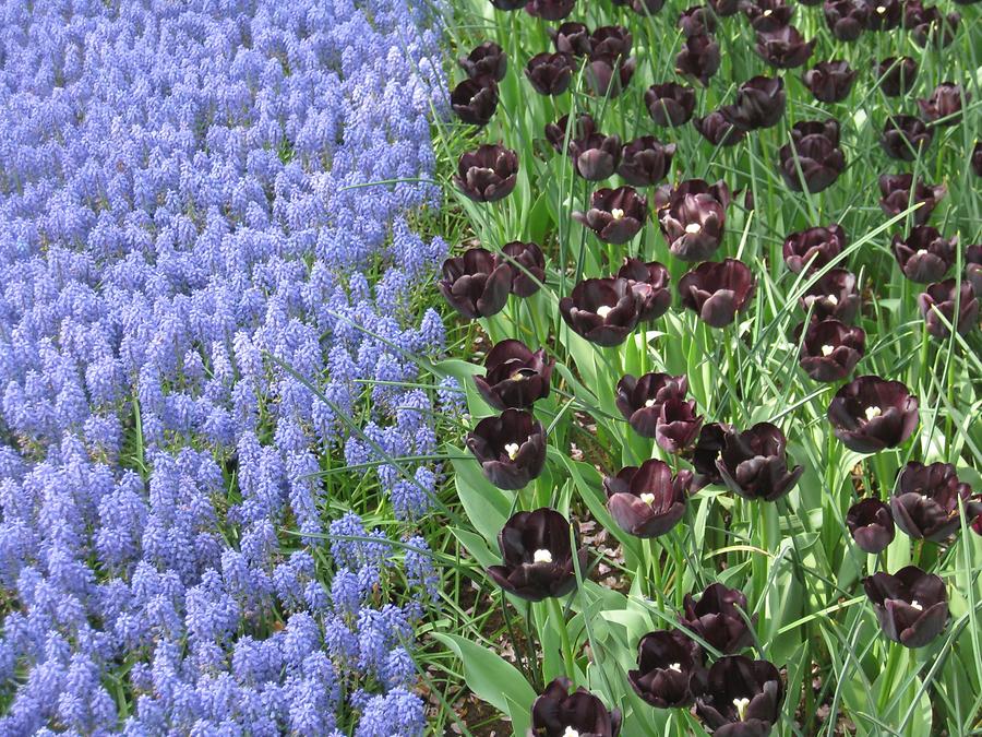 Keukenhof, grape hyacinths with dark tulips