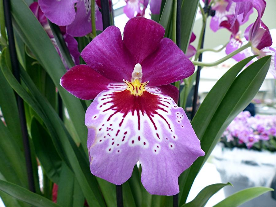 Keukenhof - Beatrix Pavilion; Orchids