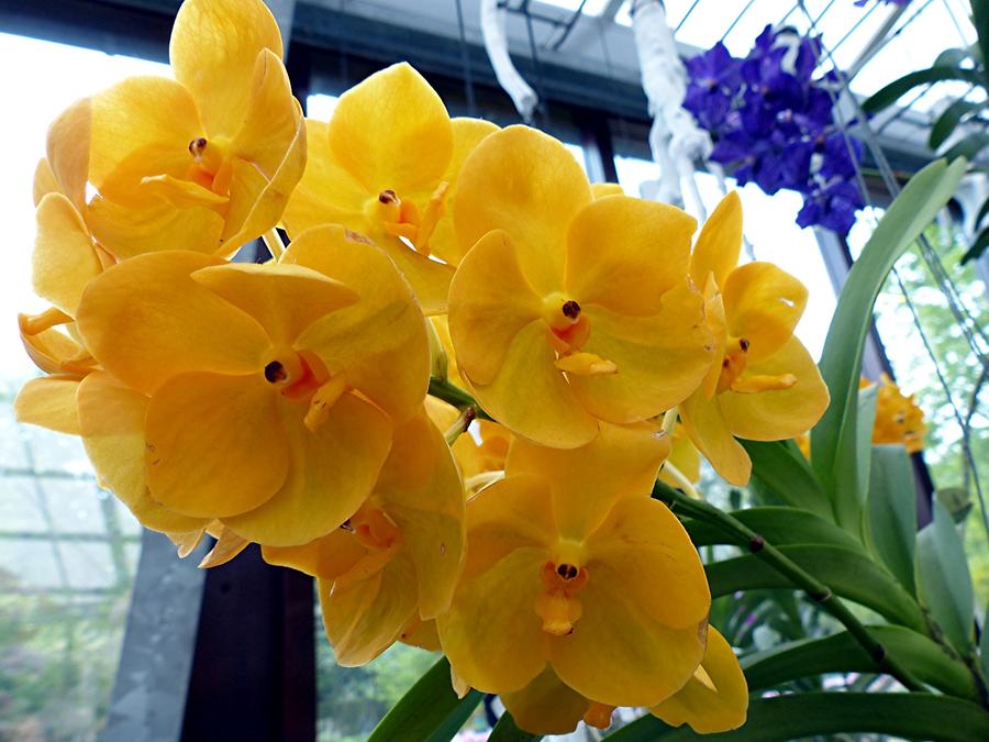 Keukenhof - Beatrix Pavilion; Orchids