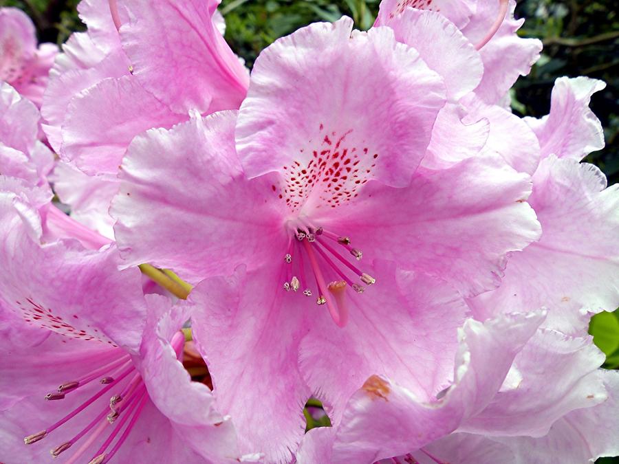 Keukenhof Flower Park; Azaleas