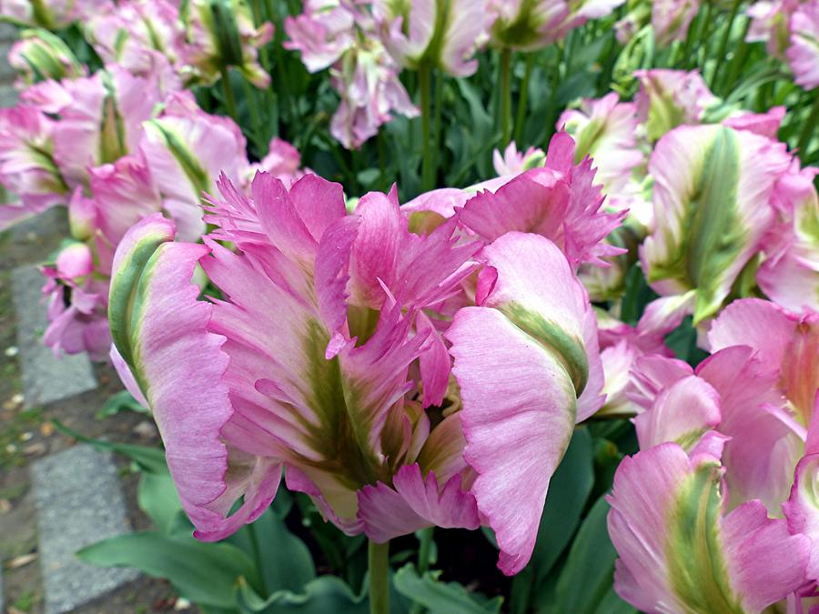 Keukenhof Flower Park; Tulips