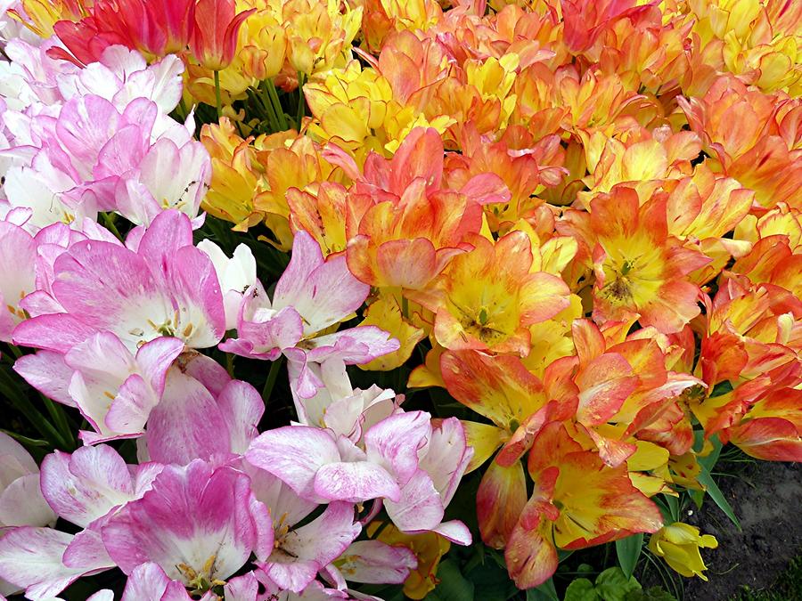 Keukenhof Flower Park; Tulips