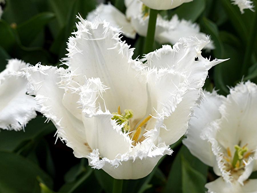 Keukenhof Flower Park; Tulips