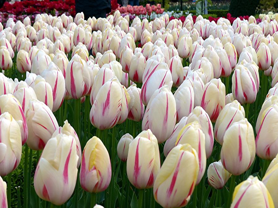 Keukenhof Flower Park; Tulips