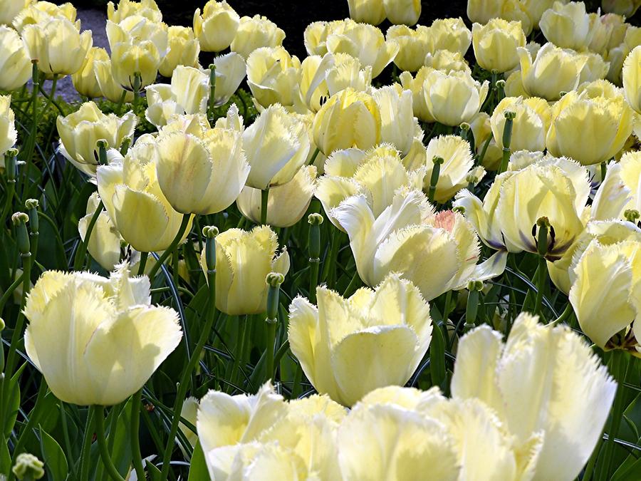 Keukenhof Flower Park; Tulips