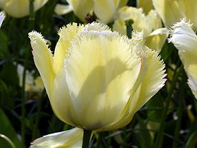 Keukenhof Flower Park; Tulips (6)