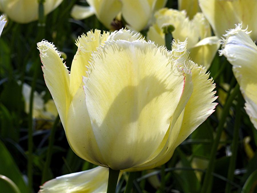 Keukenhof Flower Park; Tulips