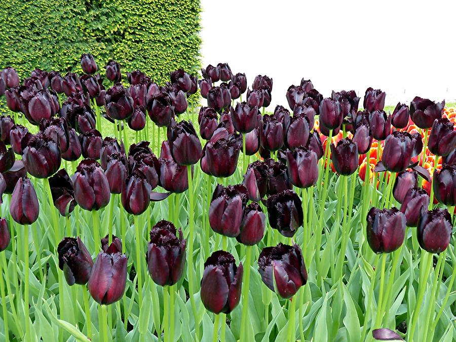 Keukenhof Flower Park; Tulips