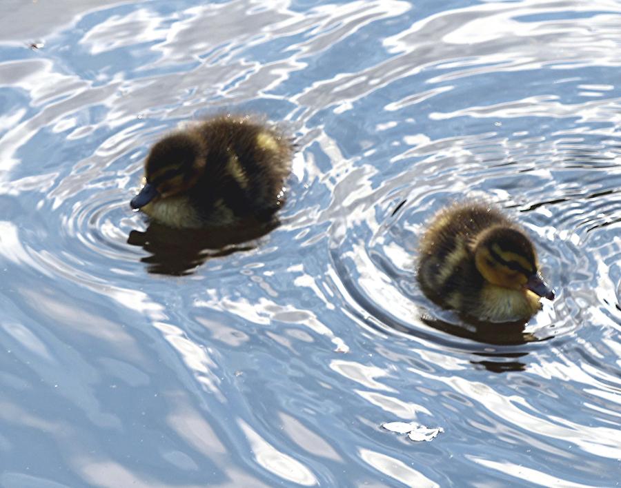 Keukenhof Flower Park; Tulips, Duckling