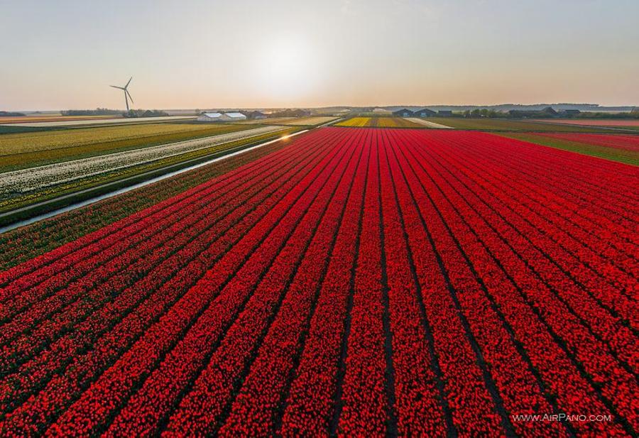 Tulip fields