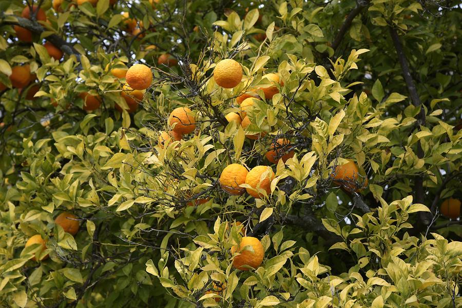 Castelo Branco - Garden of the Episcopal Palace; Orange Tree