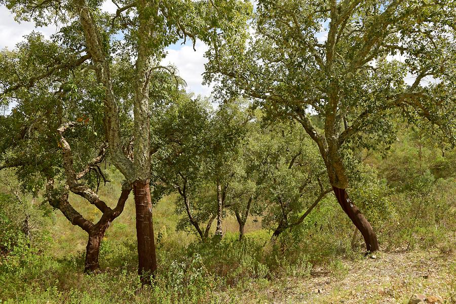 Cork Oaks