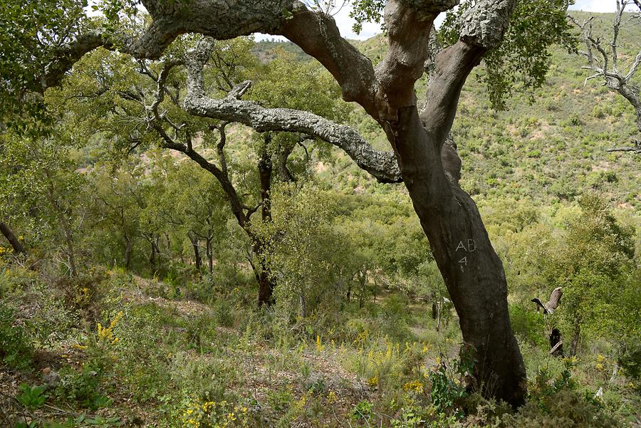 Cork Oaks