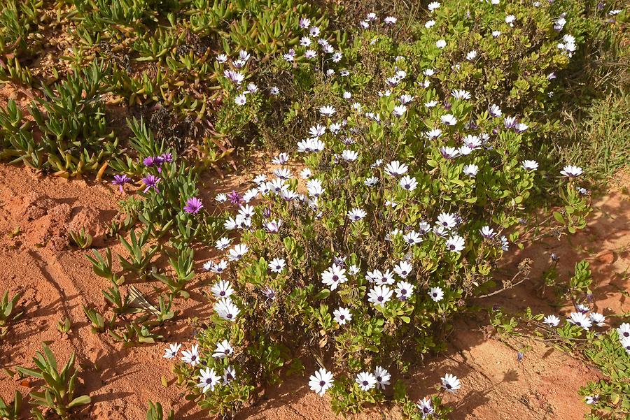 Vale do Lobo - Vegetation