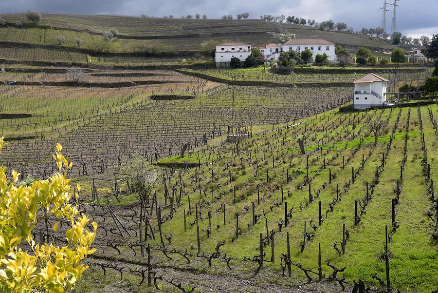 Vineyards near Lamego